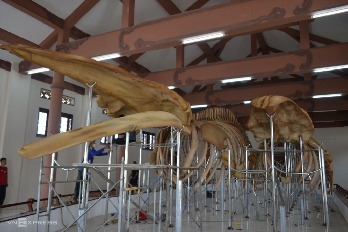 10 Places Where You Can See Whale Bones Outside a Museum - Atlas