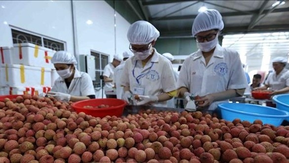 Big step for Vietnamese fruits towards US market
