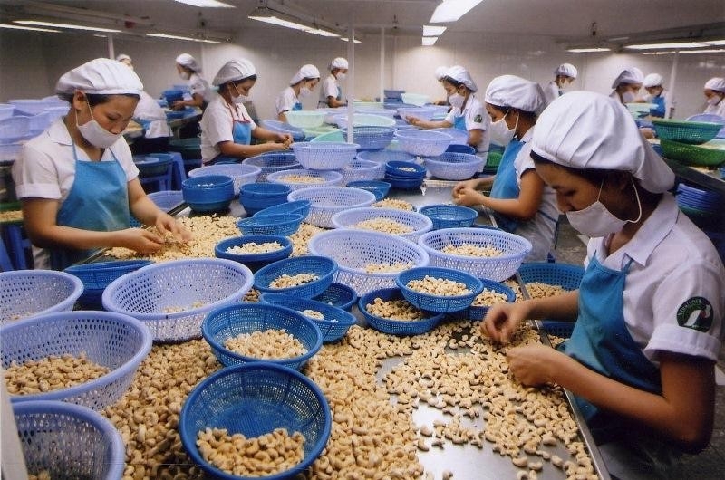 Promoting exports of cashew nuts to key markets