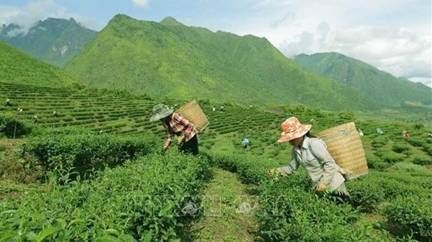 Vietnam ranks 7th worldwide in tea production