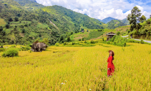 Hunting ripe rice in Nam Cang