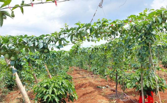 Good price, secured consumption, farmers race to expand orchards