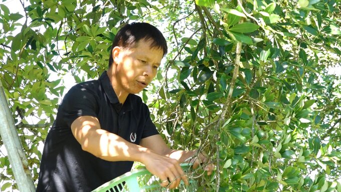 Lang son grows anise in the organic direction for export