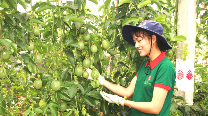 Passion fruit covers the vast land: 20,000 ha in Gia Lai in 2025