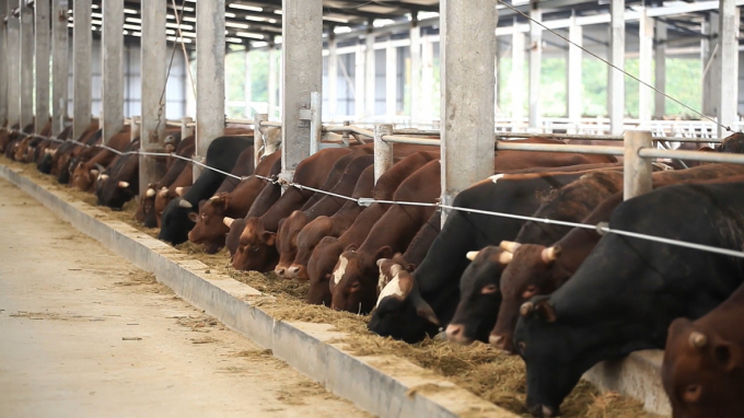 Quang Ninh province builds a concentrated livestock area