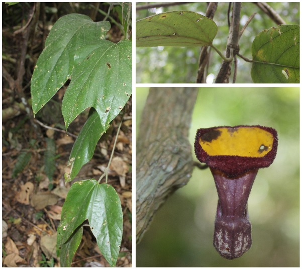 Rare and endemic species discovered in Bidoup - Nui Ba