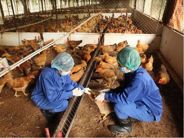 Reducing zoonotic diseases thanks to 'One Health' approach