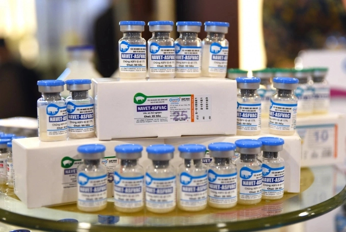Review of the incorrect vaccination against African swine fever
