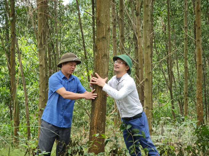 Selling young forests, or maintaining high-priced large forests?