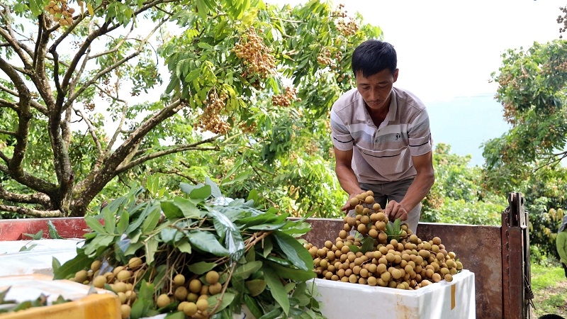 Son La longan to be served on Vietnam Airlines flights