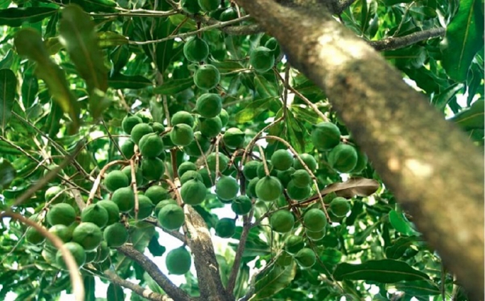 Special attention needed to develop macadamia trees