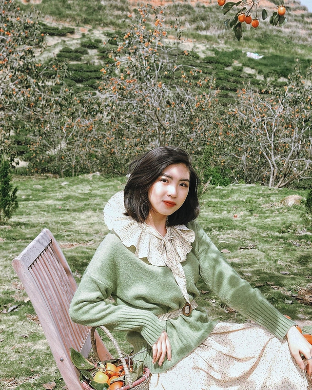 5 fruit-laden persimmon gardens in Da Lat that are both beautiful and satisfying to eat on the spot are waiting for you to visit