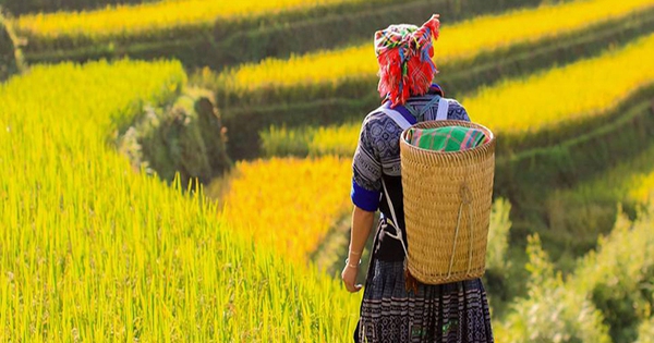 Going to Mu Cang Chai to ‘hunt’ ripe rice at a cost of nearly 200$/person