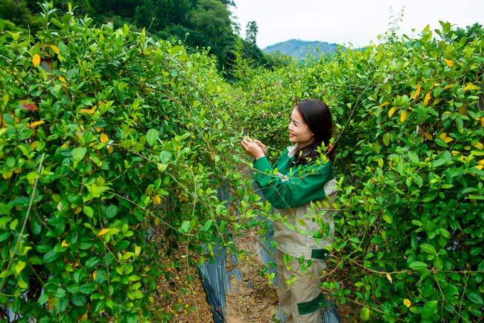 16,500 hectares of medicinal plants for export in Quang Ninh