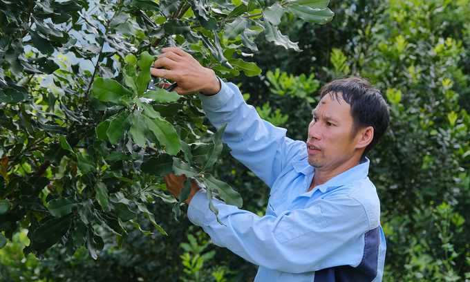 New impetus from macadamia – the ‘trillion VND tree’