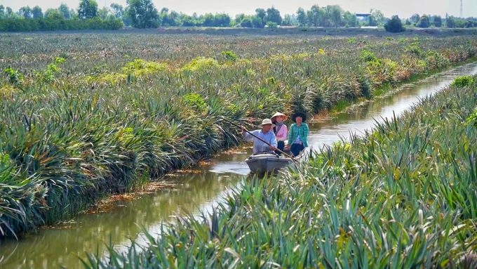 Potential for agro-product focal centers in the Mekong Delta