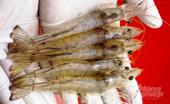 Shrimp exports face many challenges at the end of the year