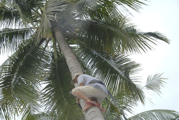 Silently get rich from the coconut tree.