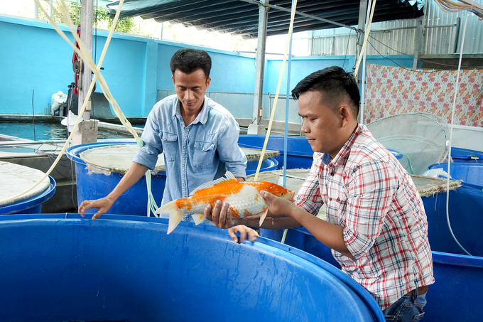Vietnamese ornamental fish has been exported to 60 markets
