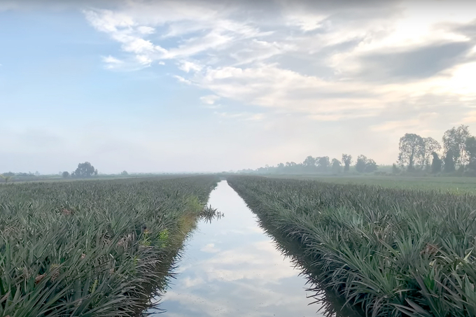 Vietnamese pineapples’ exports find boosting opportunities