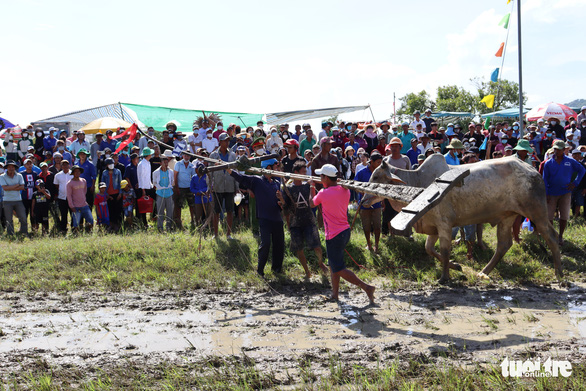 Ox racing comes back to Vietnam's Mekong Delta after two years of COVID-19