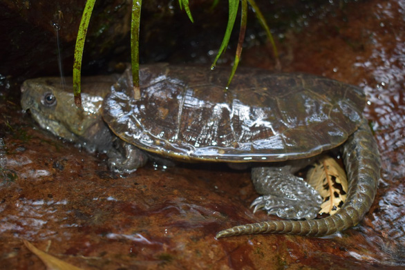 Discover many rare turtle species at Pu Hu Nature Reserve » Vietnam ...