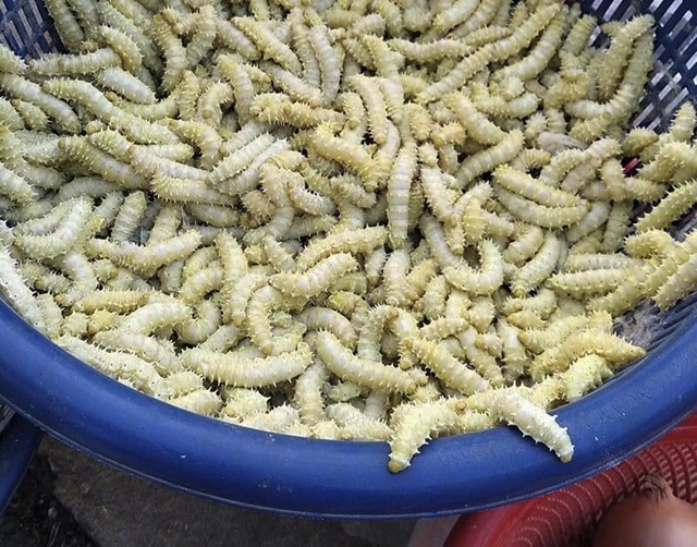 Famous specialties in Phu Tho cost 7$ / kg, eat fleshy, greasy, and nutritious