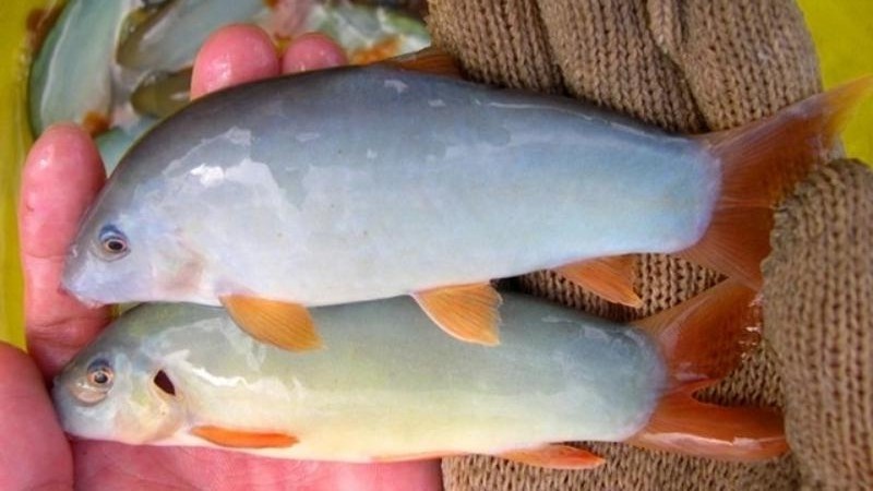 How delicious are dolphins in the floating season, but nearly 45 $ a kilo?