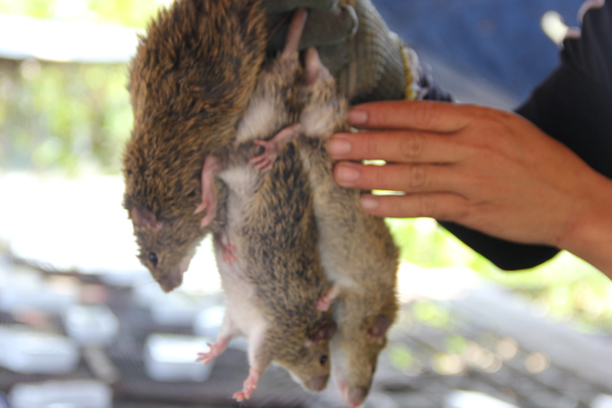 Make thousands of dollars every day from destructive animals that “cannot destroy”
