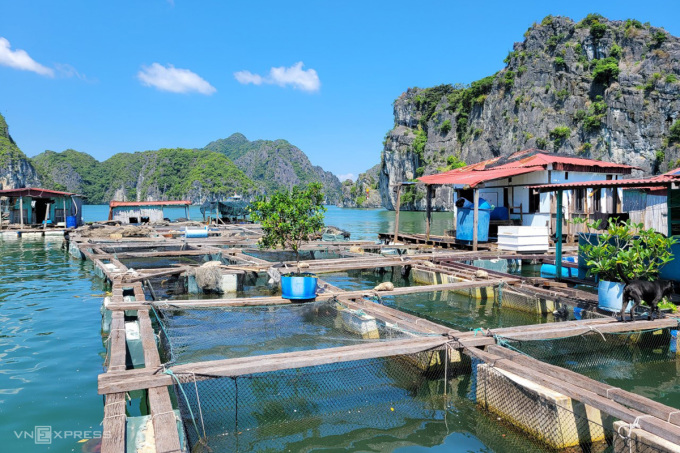 Rare fish raft on Lan Ha Bay