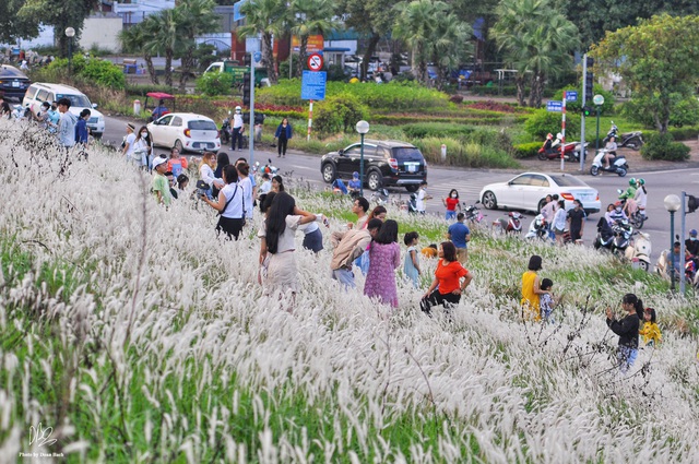 Going to Long Bien dike to take pictures in the middle of thousands of reed grass