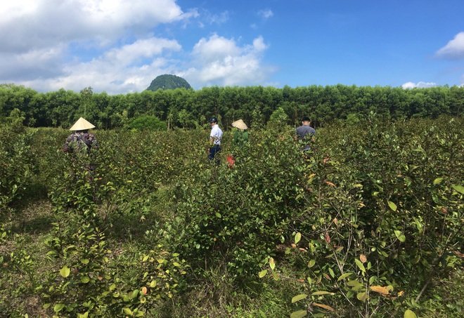 Mountain workers earn nearly 1 million dong/session thanks to myrtle trees