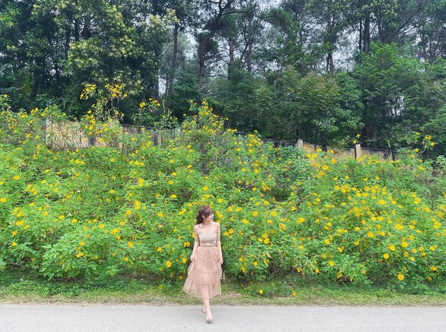 See wild sunflowers in bloom at Ba Vi National Park