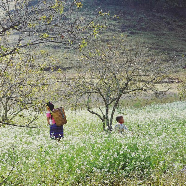 The end of the year is the season of white mustard flowers blooming in an area of Moc Chau and Son La