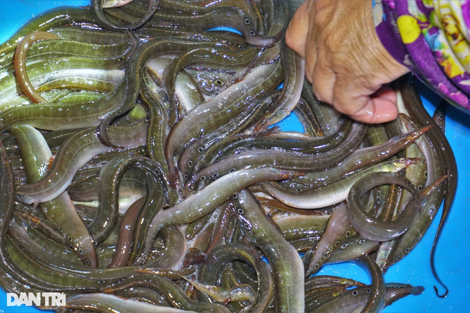 The “hell” fish market sells specialties of the floating season, anyone ...