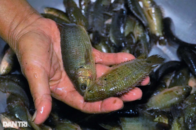 The “hell” fish market sells specialties of the floating season, anyone ...