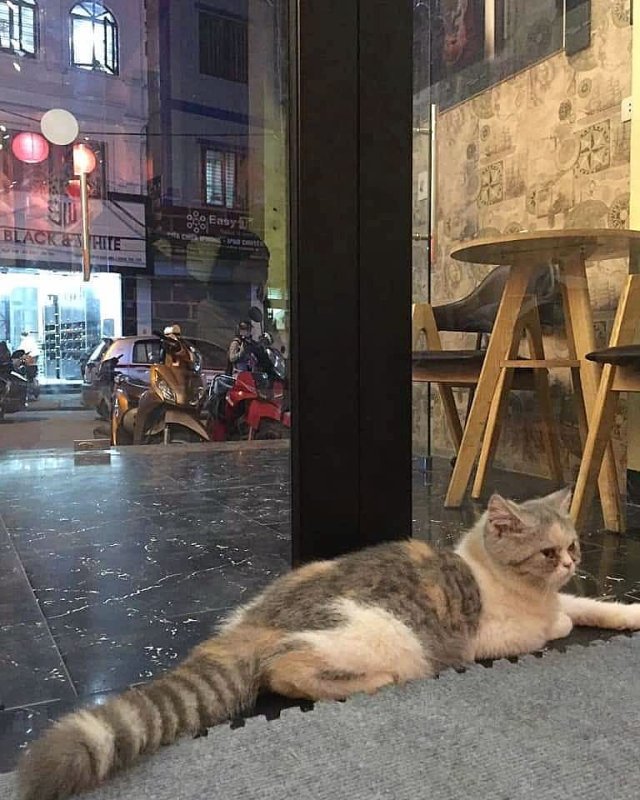 List of 8 pet cafes, super cute Hanoi cat and dog cafe » Vietnam News