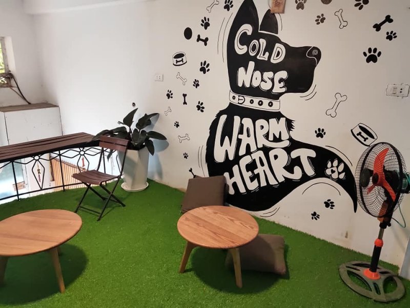 List of 8 pet cafes, super cute Hanoi cat and dog cafe » Vietnam News