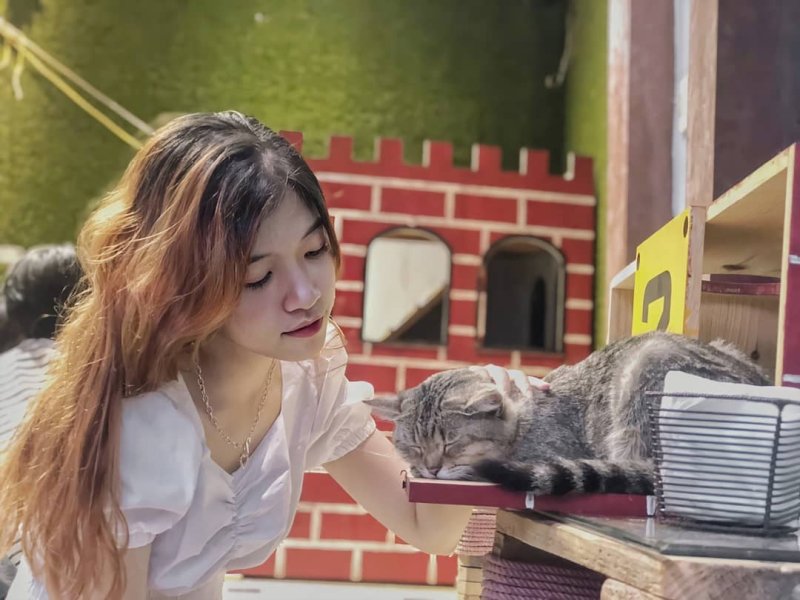 List of 8 pet cafes, super cute Hanoi cat and dog cafe » Vietnam News