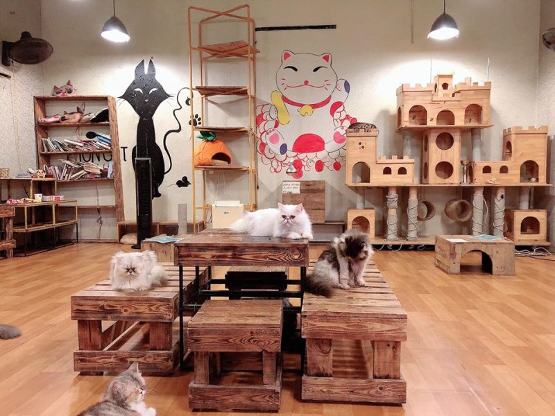 List of 8 pet cafes, super cute Hanoi cat and dog cafe » Vietnam News