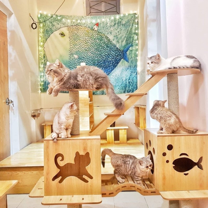 List of 8 pet cafes, super cute Hanoi cat and dog cafe » Vietnam News