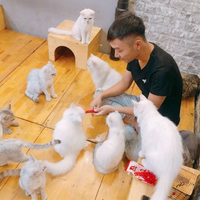 List of 8 pet cafes, super cute Hanoi cat and dog cafe » Vietnam News