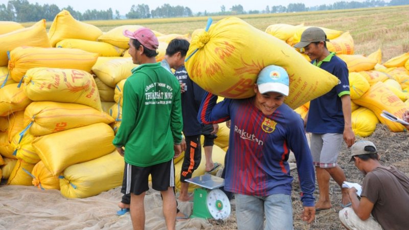 Vietnam’s Rice Exports Seen Hitting Record This Year » Vietnam News ...