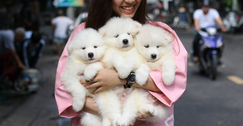 Top 6 most interesting pet cafes in Da Nang