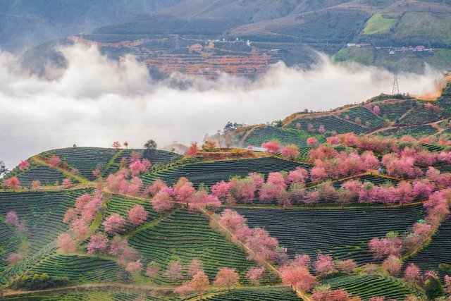 Travel to Sapa this season to admire the beautiful cherry blossoms blooming like a fairy scene