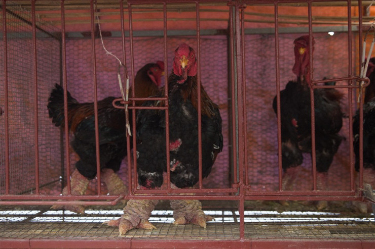 Although it costs up to tens of millions of dong, this type of chicken is always sold out during Tet because rich people buy it.