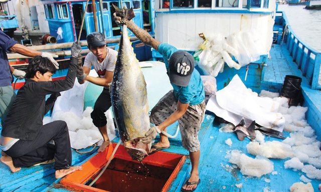 Illegal fishing needs to be terminated to remove yellow card