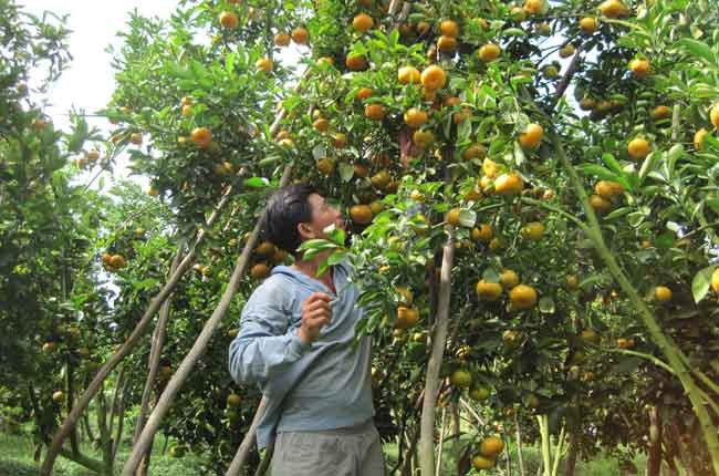Red mandarin and spring flower festivals to be organized in Dong Thap