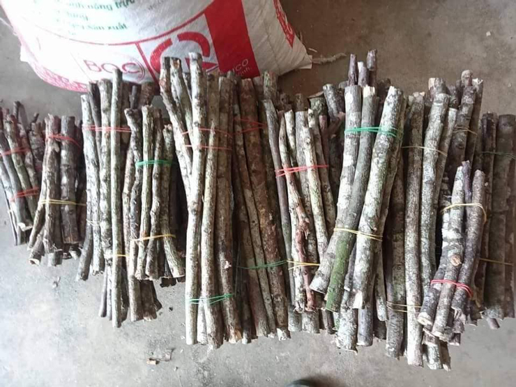 Dried firewood branches suddenly become expensive on Christmas, the price is up to hundreds of thousands of dong/per bundle