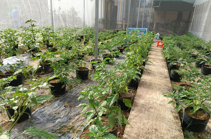 Planting a familiar plant that only sells seeds, 9X Lam Dong has a day to collect 30 million dong